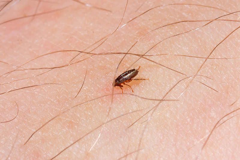 Flea Pest Control in Milton Keynes Buckinghamshire