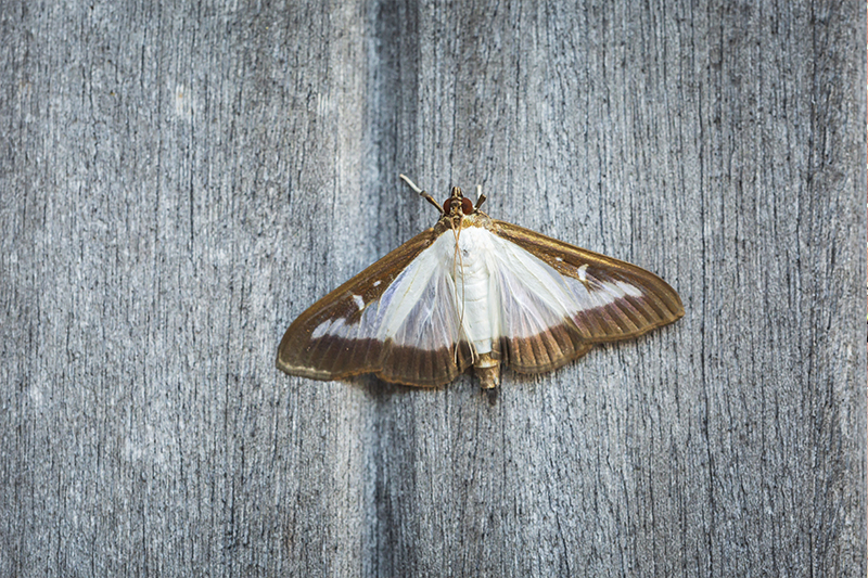 Moth Pest Control in Milton Keynes Buckinghamshire
